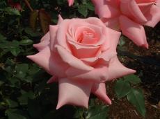 �n�C�l�X��