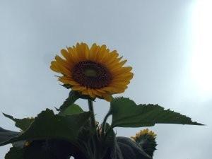 �͂܂��̓��ē�