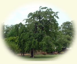 ��������Ȃ��̍�