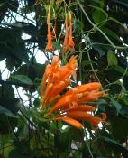 �J�G���J�Y��