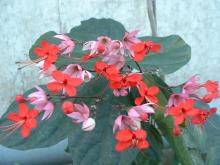 �r�O�i�@�J���J��