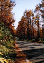 ���珼�т𑖂蔲����E�E�E����