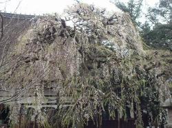 �Ηю��̎}����