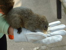 ��̏�ɏ���ĉa��H�ׂ�E�E������