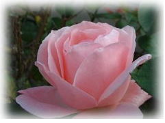 �_�ˉw�z�[���Ō������K�N