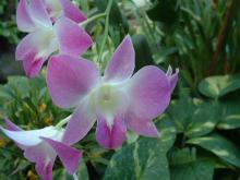 �f���t�@��